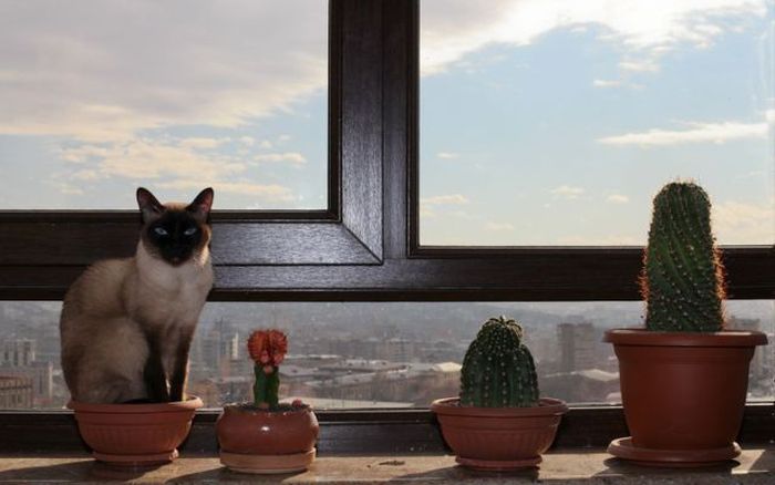 Прикольные картинки (95 фото)