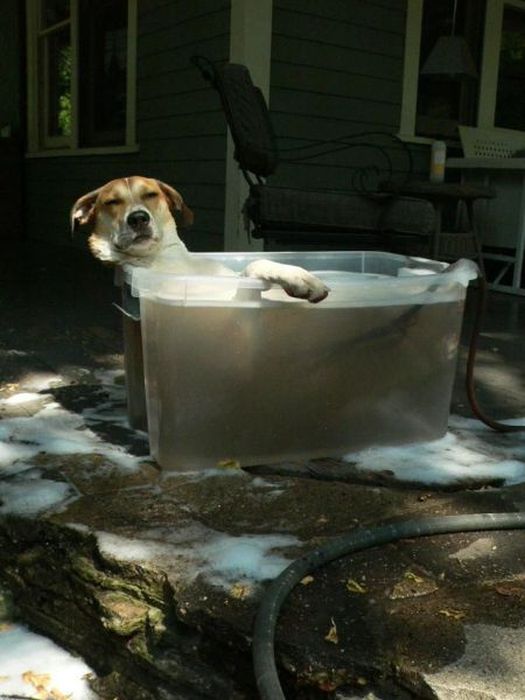 Прикольные картинки (95 фото)