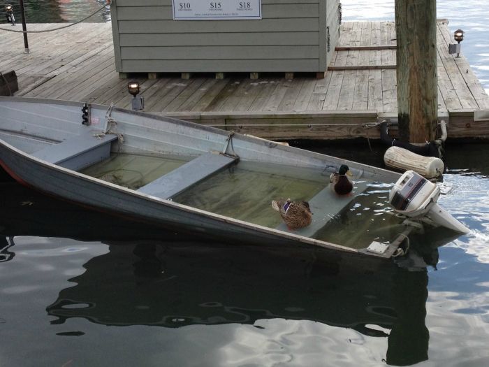 Прикольные картинки (92 фото)