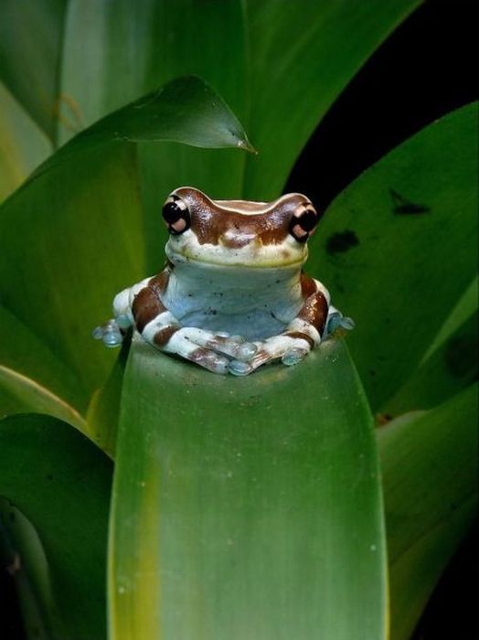 Прикольные картинки (92 фото)