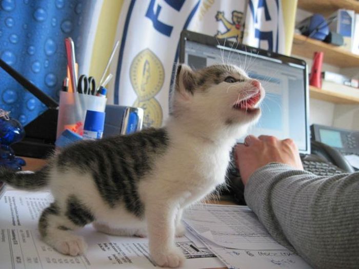 Прикольные картинки (92 фото)