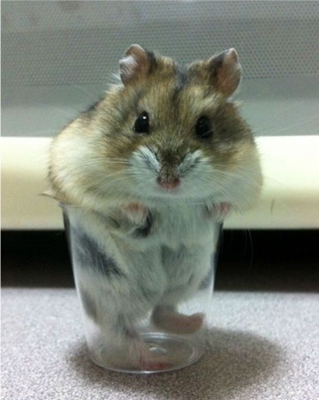 Прикольные картинки (92 фото)