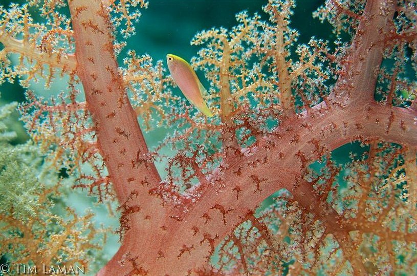 Коралловый город. Подводные деревья. Тим Ламан фотограф. Подводное дерево картинку. Город коралл.