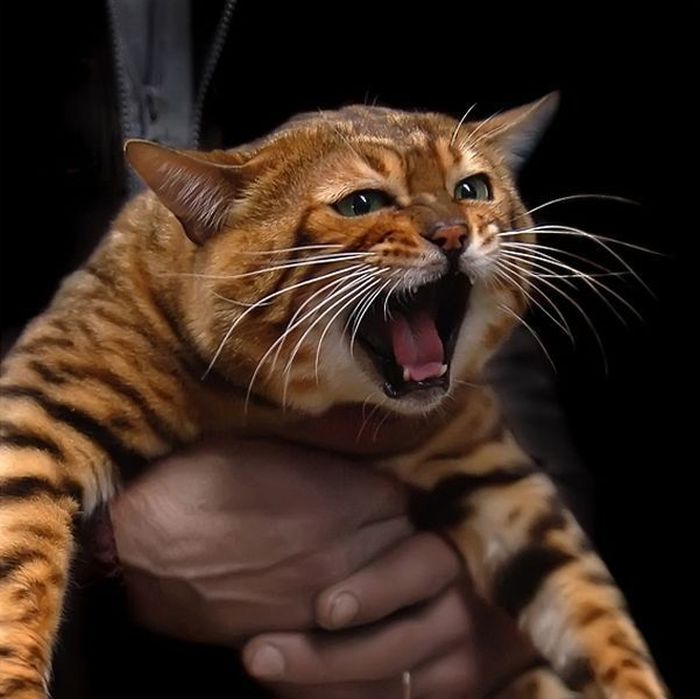 Прикольные картинки (99 фото)