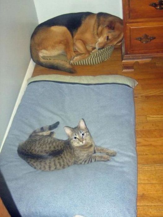 Прикольные картинки (99 фото)