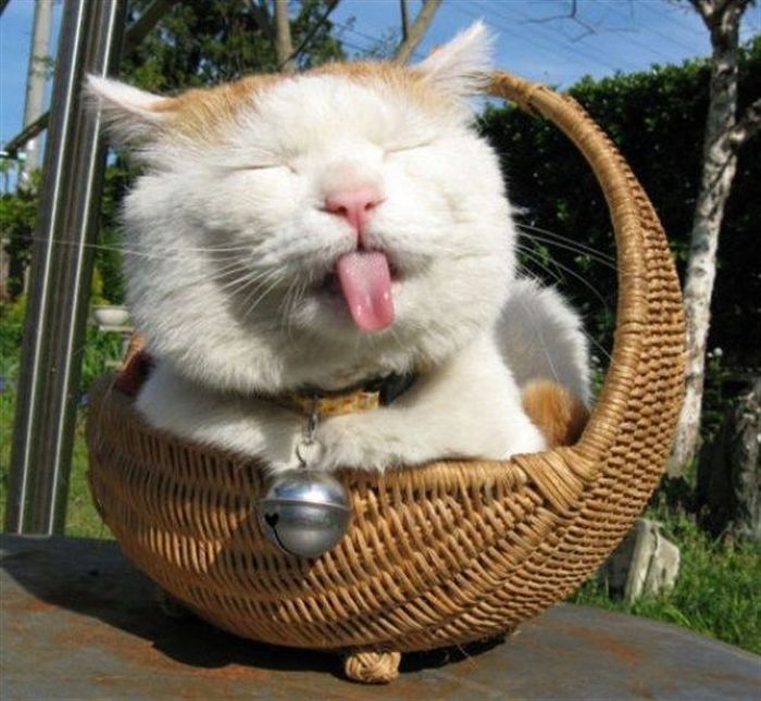 Прикольные картинки (99 фото)