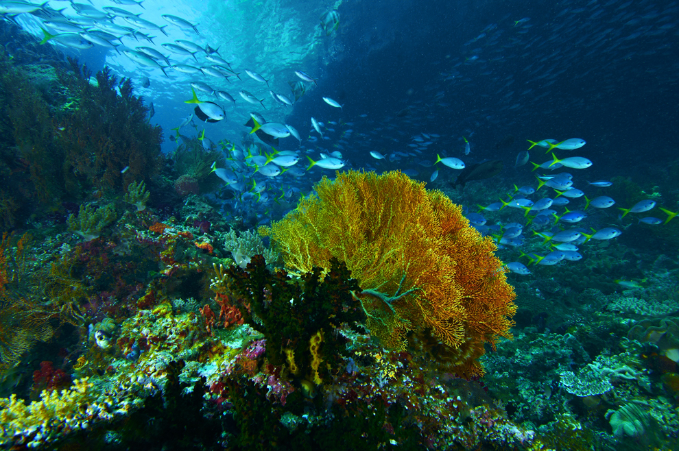 Индийский океан жизнь в океане. Раджа Ампат подводный мир. Раджа Ампат дайвинг. Атлантический океан подводный мир.