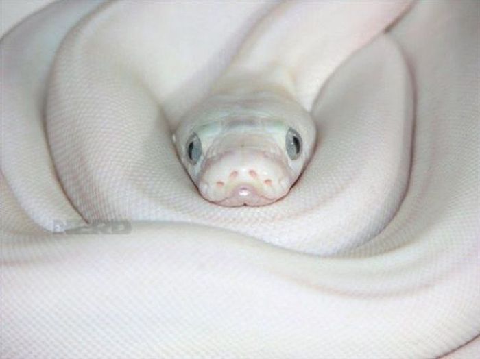 Прикольные картинки (83 фото)