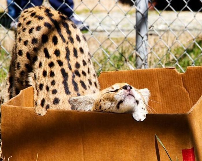 Прикольные картинки (83 фото)