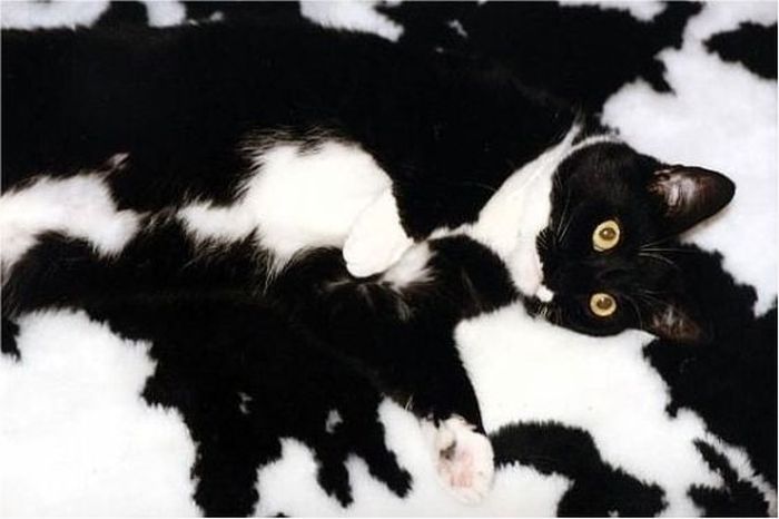 Прикольные картинки (96 фото)