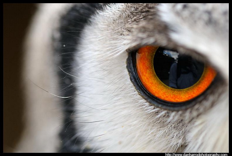Глазки зорки. Глаза Совы. Необычные глаза животных. Зрачок Совы. Глаз птицы.