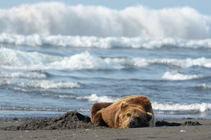 Прикольные картинки (90 фото)
