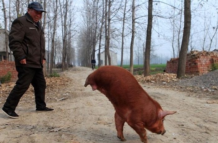 Такое возможно только в Китае. Часть 2. (26 фото)