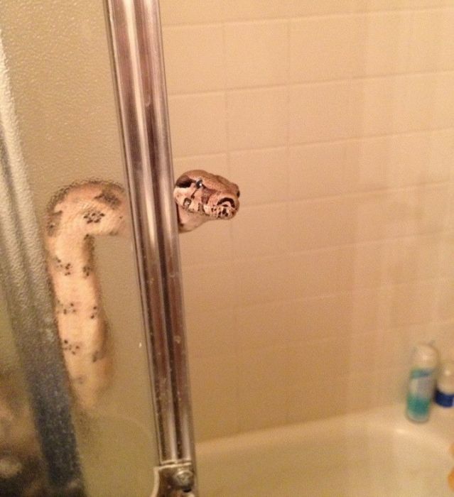 Прикольные картинки (102 фото)