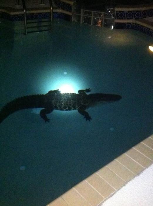 Прикольные картинки (102 фото)