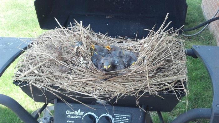 Прикольные картинки (102 фото)