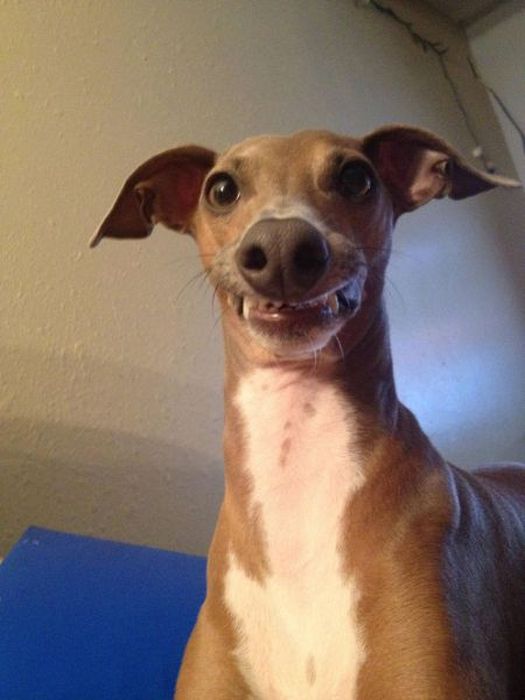 Прикольные картинки (102 фото)