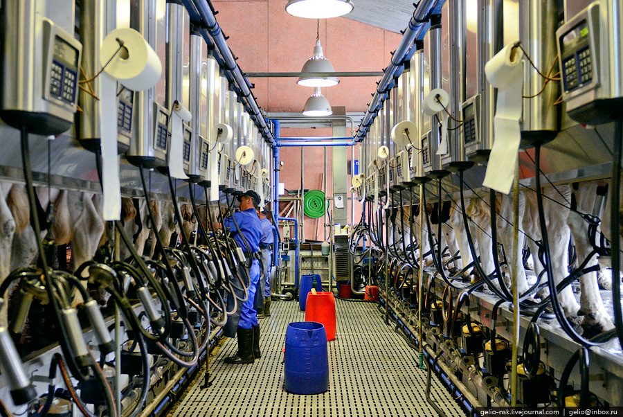 073 Производство молока: Племзавод Ирмень в Новосибирской области
