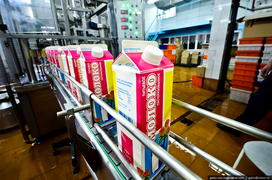 11114 Производство молока: Племзавод Ирмень в Новосибирской области