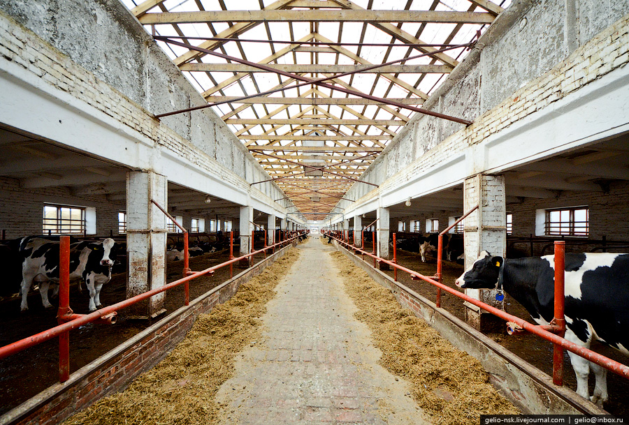 2177 Производство молока: Племзавод Ирмень в Новосибирской области
