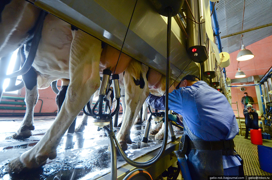 877 Производство молока: Племзавод Ирмень в Новосибирской области