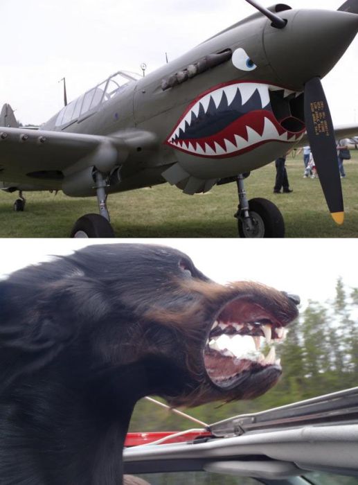 Прикольные картинки (108 фото)