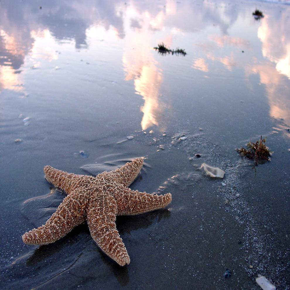 Какая звезда обитает в море. Морская звезда. Морские звезвл. Морская звезда красивая. Морская звезда в море.